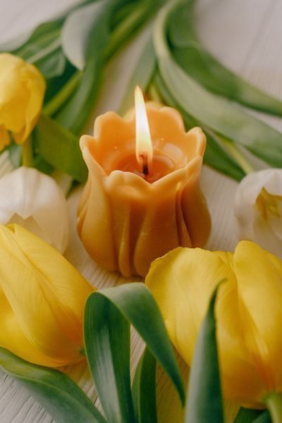 тюльпан ◦ жовтий 0095 фото